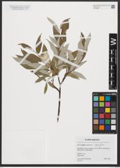 Foto von Salix lapponum L. x Salix myrsinifolia Salisb.